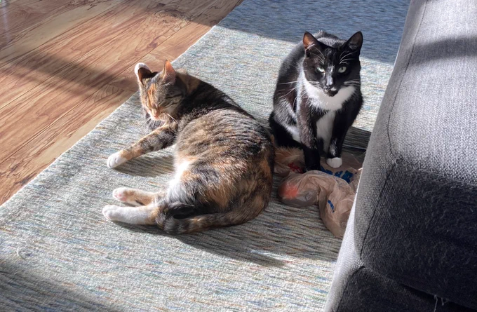 Two cats basking in a sun beam