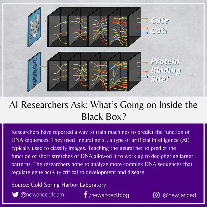 Researchers have reported a way to train machines to predict the function of DNA sequences. They used “neural nets”, a type of artificial intelligence (AI) typically used to classify images. Teaching the neural net to predict the function of short stretches of DNA allowed it to work up to deciphering larger patterns. The researchers hope to analyze more complex DNA sequences that regulate gene activity critical to development and disease.