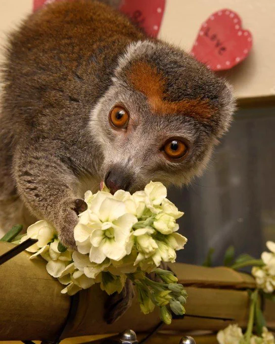 A female crowned lemur sniffing white flowers.