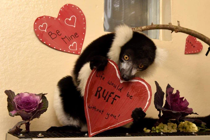A black and white ruffed lemur holding a Valentine that says "Life would be RUFF without you!"
