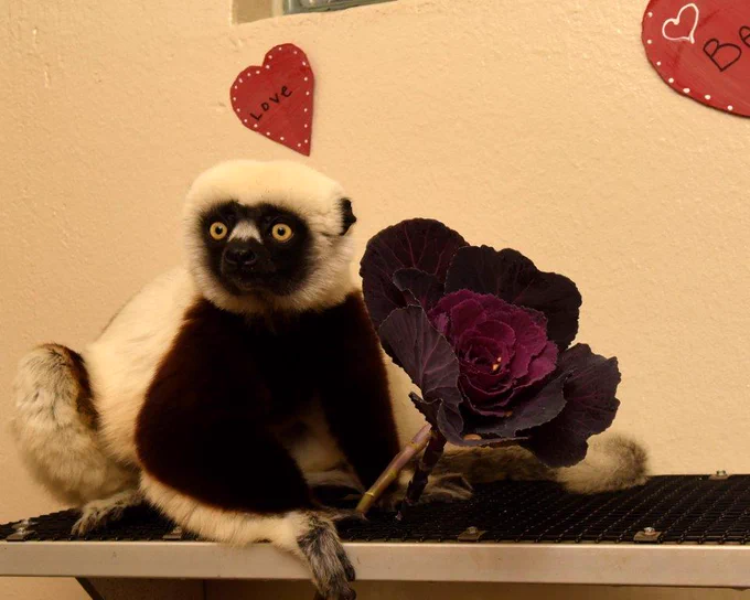 A Coquerel's sifaka sits next to a purple cabbage rose. 