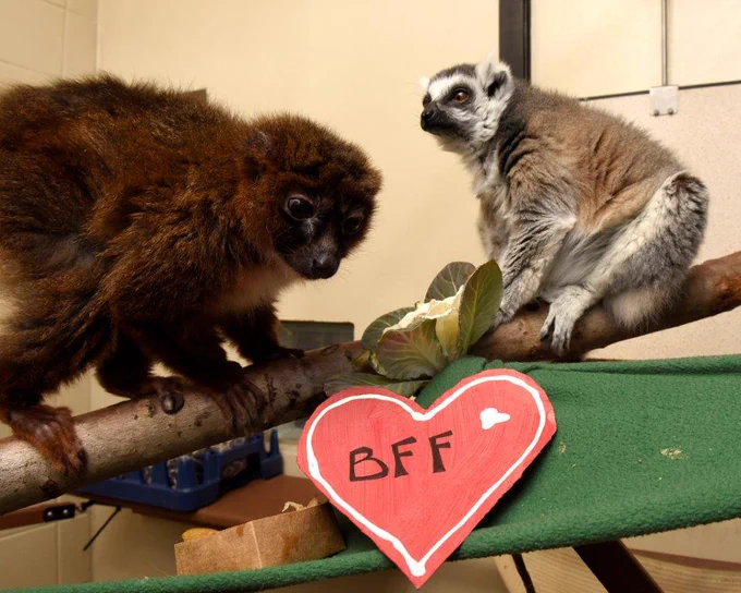 A red bellied lemur and a ring-tailed lemur sitting on a branch. There is a red cardboard heart that says "BFF"