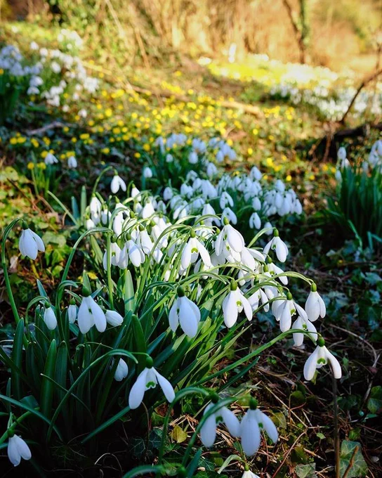 Photo by Woodland Trust