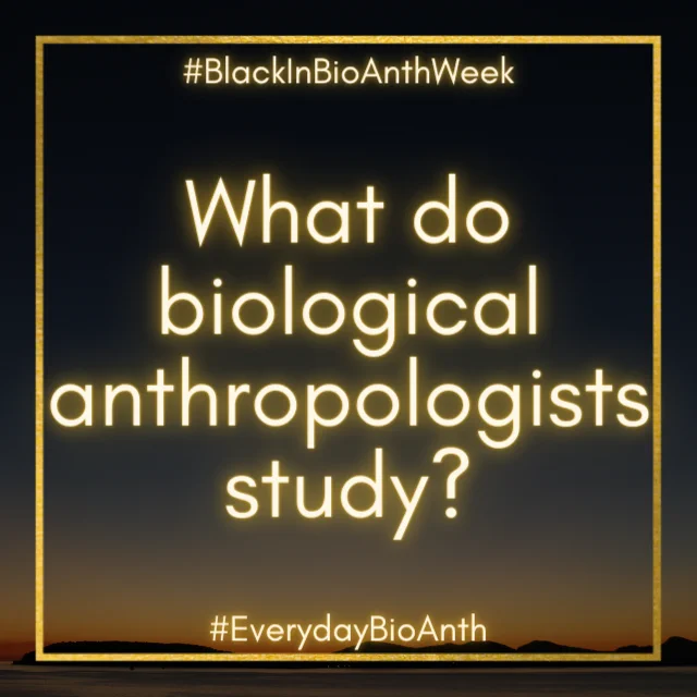 What do Biological anthropologists study?