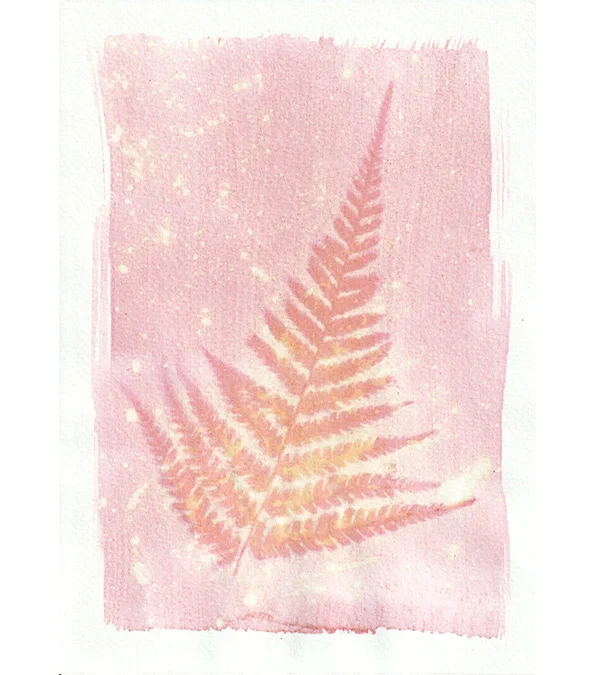 Plant Prints - Tim Boddy