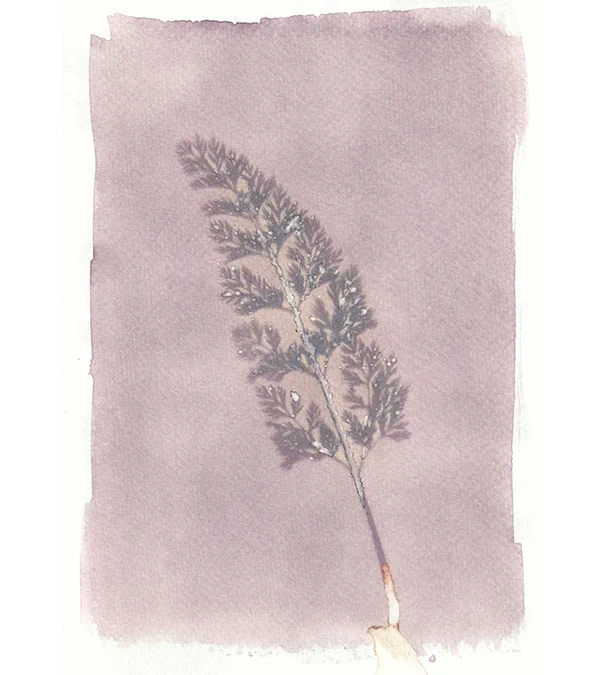 Plant Prints - Tim Boddy