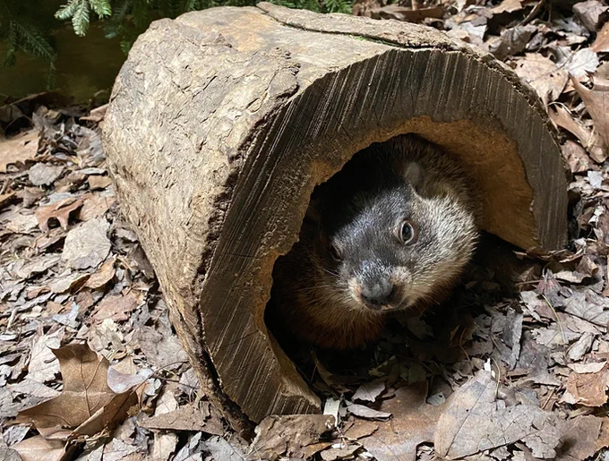 Nova Scotia groundhog Shubenacadie Sam