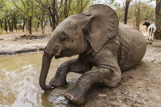 Nania enjoying a mud-bath with her sheep friend Whisty in the background before her translocation.