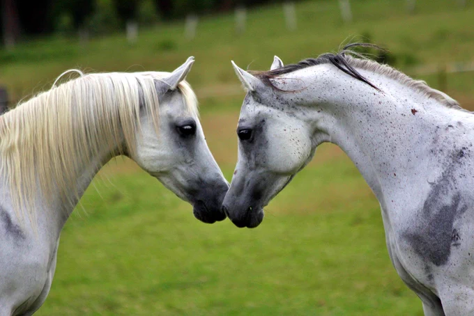 arabians, horses, equines