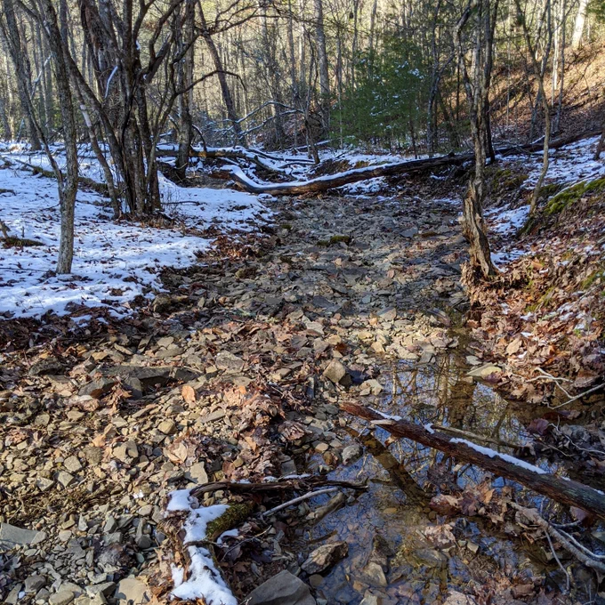 Intermittent dry beds in a forested stream