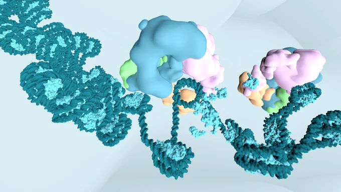Artistic representation of the BAF complex interacting with DNA and nucleosomes (© CeMM)