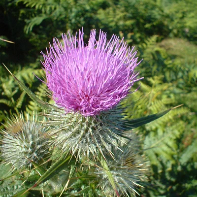 Many moons ago when the Vikings invaded #Scotland, they were slowed down by patches of wild thistle, which allowed the Scots to make their escape. Because of this, the wild thistle was named Scotland’s national flower
https://www.bagsoflove.co.uk/blog/16-weird-and-wonderful-facts-about-flowers/
#travel #nature #thepeopleshub