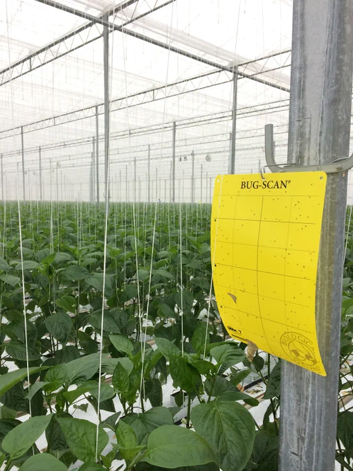 Bug-Scan Yellow in sweet pepper