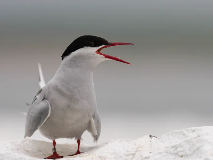 (Image: "Arctic Tern" by Sue Cro, licensed under CC BY-NC 2.0)
