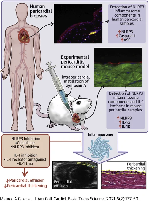 Mauro, A.G. et al. J Am Coll Cardiol Basic Trans Science. 2021;6(2):137-50