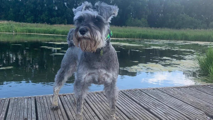 Grey dog stands in front of a pond