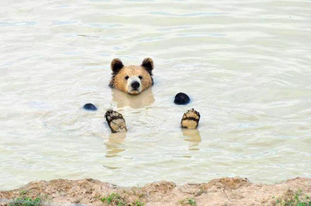 a brown bear floats in a river, its head and paws poke up out of the water and it wears a nonplussed expression