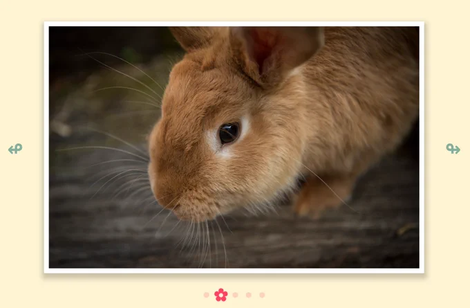 Photo carousel showing a bunny with a little flower icon indicating the selected image