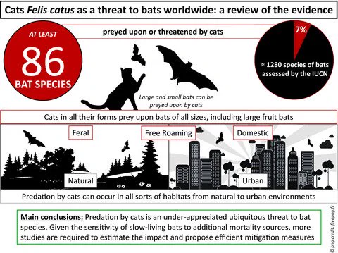 Cats Felis catus, in all their forms (domestic, free‐roaming/stray and feral), have been identified as a major global threat to biodiversity. However, the threat that cats cause to bats has not yet been assessed. We reviewed the impact of cats on bats, based on a collation of scientific literature and the IUCN Red List database, to produce a synthesis of the extent to which cats kill bats and threaten their populations. We found that 86 bat species (about 7% of the global extant tally) are killed or threatened by cats, and about one quarter of these species are listed as Near Threatened, Vulnerable, Endangered, or Critically Endangered on the IUCN Red List. Pet, stray and feral cats all kill bats, and such predation has been reported in all major terrestrial habitats, natural and anthropized. We conclude that predation by cats is an under‐appreciated threat to the world’s bat species.