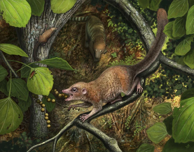 Reconstruction of Purgatorius mckeeveri by the incredible @AndreyAtuchin
