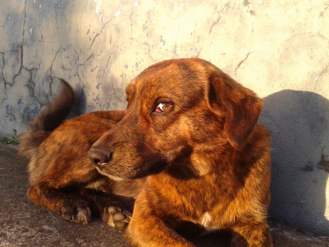 At the end of the day, Tony and I would sit on the porch - me watching the sunset, Tony scanning the fields for varmints. It felt the same as having a beer with your best friend. Hope he felt the same.