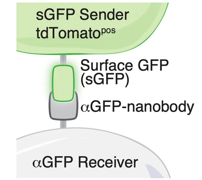 Schematic showing a cell expressing surface GFP interacting with another cell with an antiGFP nanobody that receives the GFP.