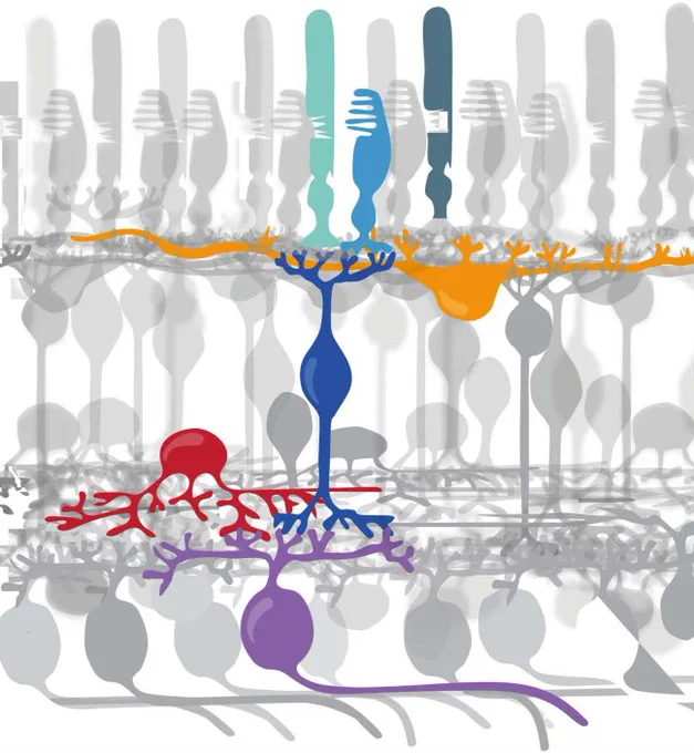 In vision, retinal photoreceptor cells — rods (blue) and cones (green) — convert light to electrical signals, which are relayed to ganglion cells (purple) and then to the brain. Credit: John Flannery, UC Berkeley