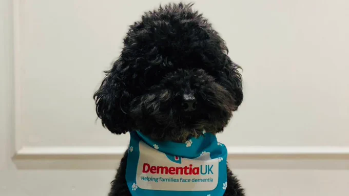 Close up of small black dog, wearing a Dementia UK branded bandana.