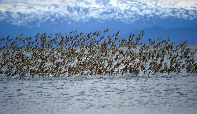 (Image: USFWS Alaska, CC PDM 1.0)