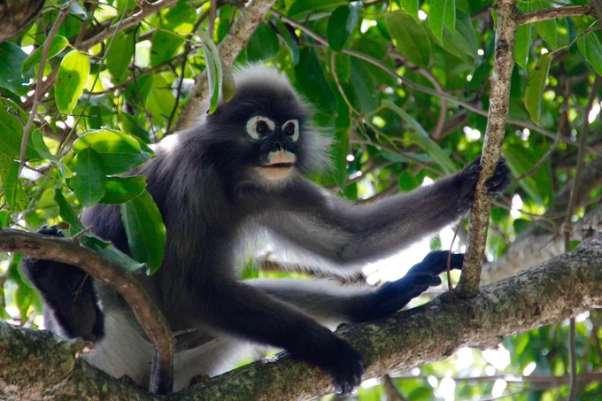 A 'cousin' of the Popa langur money.