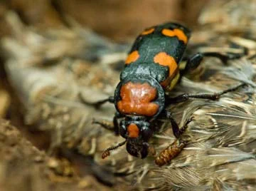 The American burying beetle
