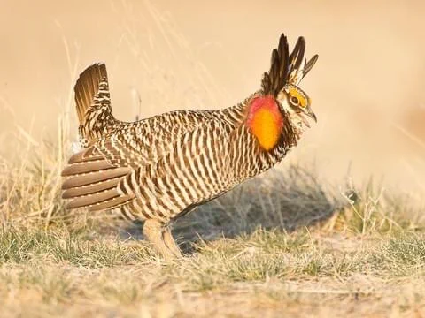 The greater prairie chicken