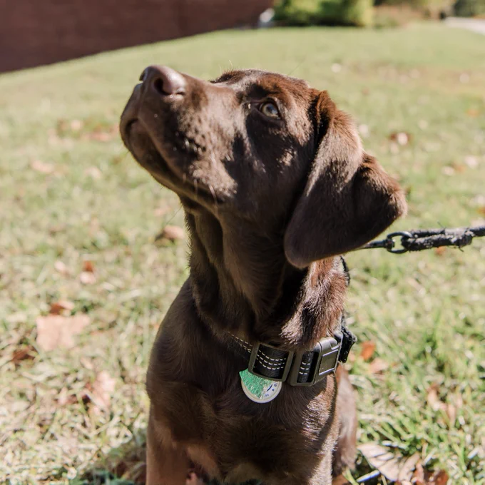 Chocolate lab puppy sitting on grass and staring up 
