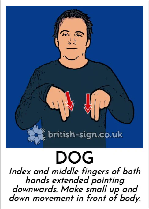 Illustration of person signing the BSL sign for "dog" with the caption "Index and middle fingers of both hands extended pointing downwards. Make small up and down movement in front of body.".