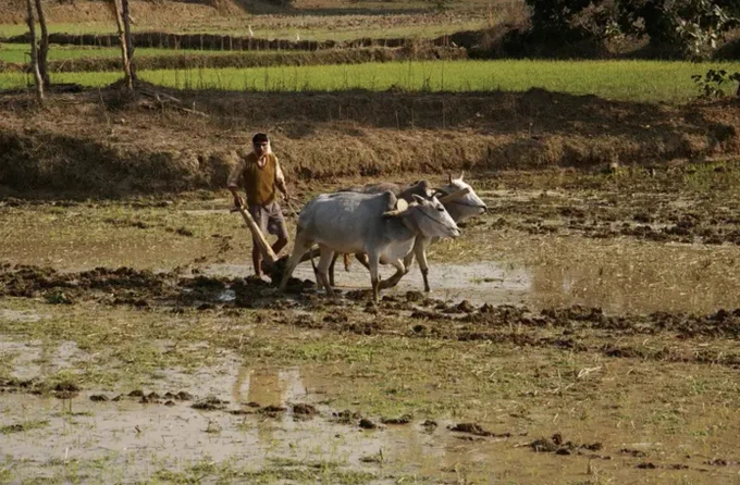 A farmer in India sows a field of rice in winter
