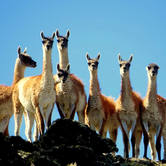 A herd of guanaco (Lama guanicoe), Lago Argentino, Santa Cruz, Argentina. Photo 2016 Diego Carús via iNaturalist Research-grade Observations, licensed under CC BY-NC 4.0. 