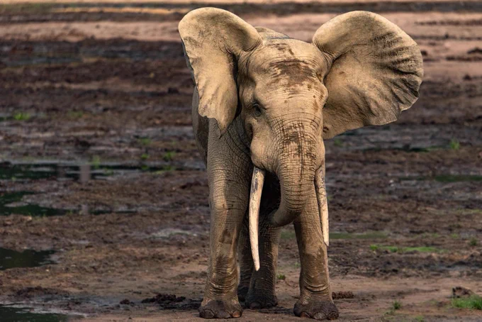 An elephant outside in mud