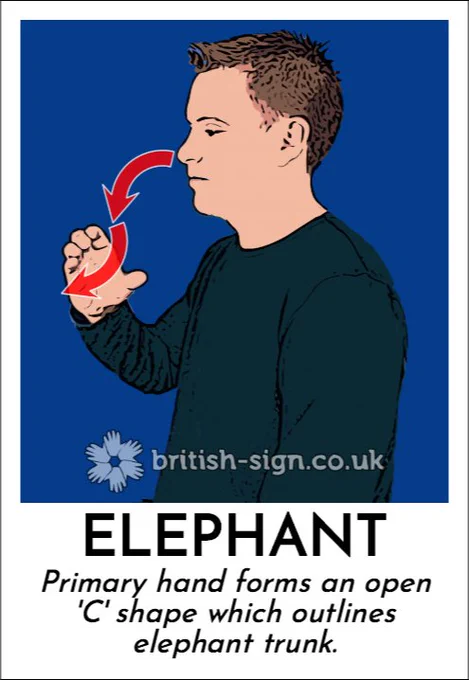 Illustration of person signing the BSL sign for "elephant" with the caption "Primary hand forms an open 'C' shape which outlines elephant trunk.".