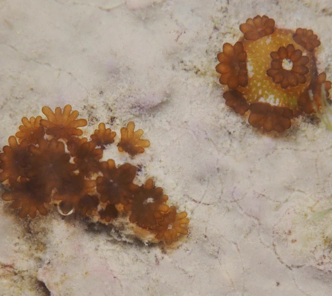 A. millepora