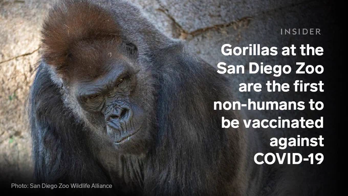 An image of a gorilla with text overlaid to the right reading ‘Gorillas at the San Diego Zoo are the first non-humans to be vaccinated against COVID-19’. Text in the bottom left corner reads ‘Photo: San Diego Zoo Wildlife Alliance’