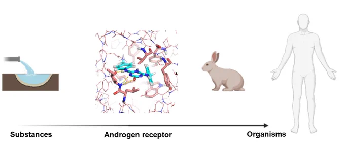 Substances that can modify the androgen receptor pathway in humans & animals are entering the environment & food chain with the proven ability to disrupt hormonal systems and leading to toxicity & adverse effects on reproduction, brain development, & prostate cancer, among others. State-of-the-art databases with experimental data of human, chimp, & rat effects by chemicals have been used to build machine-learning classifiers & regressors & to evaluate these on independent sets. Deep neural networks (DNNs) on user-defined physicochemically relevant features developed for this work outperforming graph convolutional, random forest, & large featurizations. The results show that these user-provided structure-, ligand-, & statistically based features & specific DNNs provided the best results as determined by AUC (0.87), MCC (0.47), & other metrics and by their interpretability achemical meaning of the features .Techniques of this type may improve AR and toxicity description and prediction