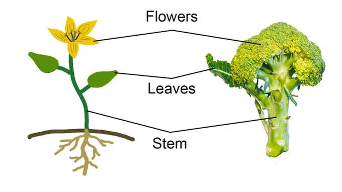 Comparison of broccoli to generic plant.