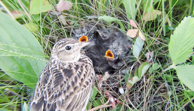 A skylark bird with her chicks, asking for food, in their nest on the ground surrounded by green foliage.