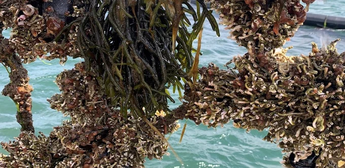 Fouling covers blue mussels at Swedish farm Bohus Havsbruk. Photo by Kristina Svedberg.