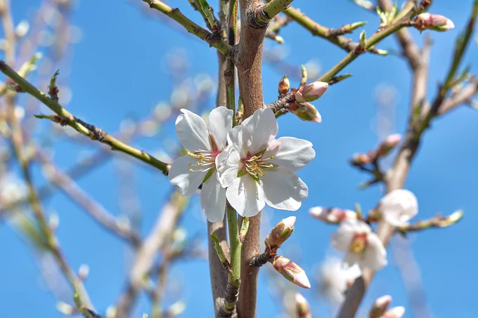 almond blossoms, flowers, almond tree