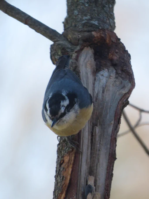 A red-breasted nuthatch clinging to a vertical tree branch. It has crammed a sunflower seed into a crevice in the wood where bark has been stripped away. The nuthatch has a dark gray back, orange chest, and white and black stripes on its face. It has a long, thin black beak.