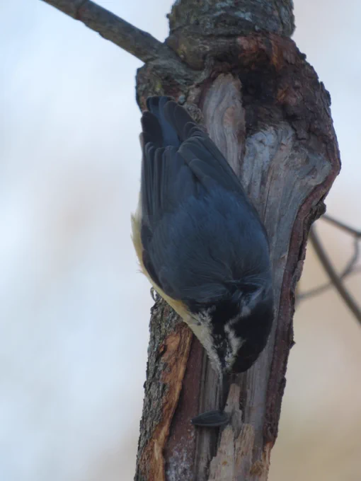 A red-breasted nuthatch clinging to a vertical tree branch. It is pecking at a sunflower seed it has jammed into a crevice in the wood where bark has been stripped away. 