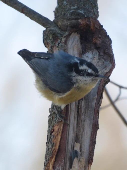 A red-breasted nuthatch clinging to a vertical tree branch. It has crammed a sunflower seed into a crevice in the wood where bark has been stripped away. 