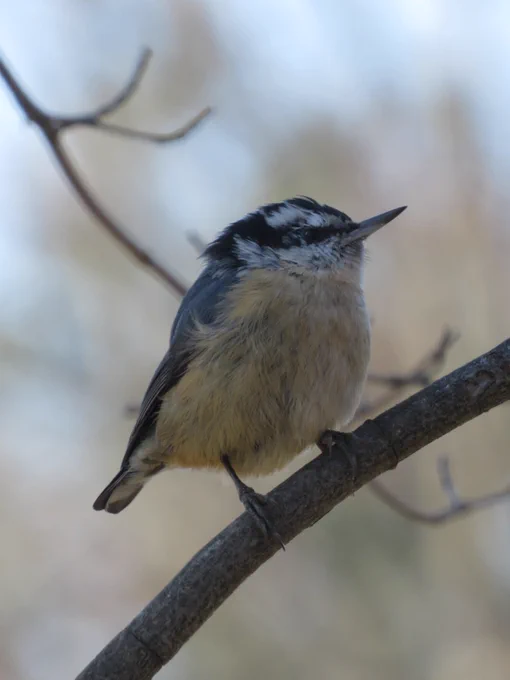 A red-breasted nuthatch clinging to a semi vertical tree branch. 
