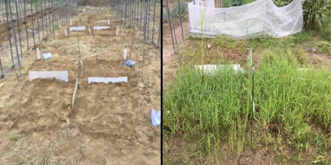 before and after photos of green manure farming experiment